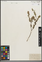 Foto von Salix purpurea L. x Salix repens L.